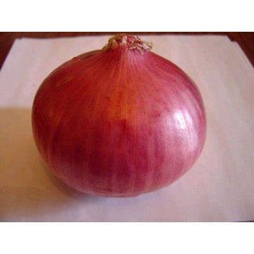 2011 red onion(4-9cm)